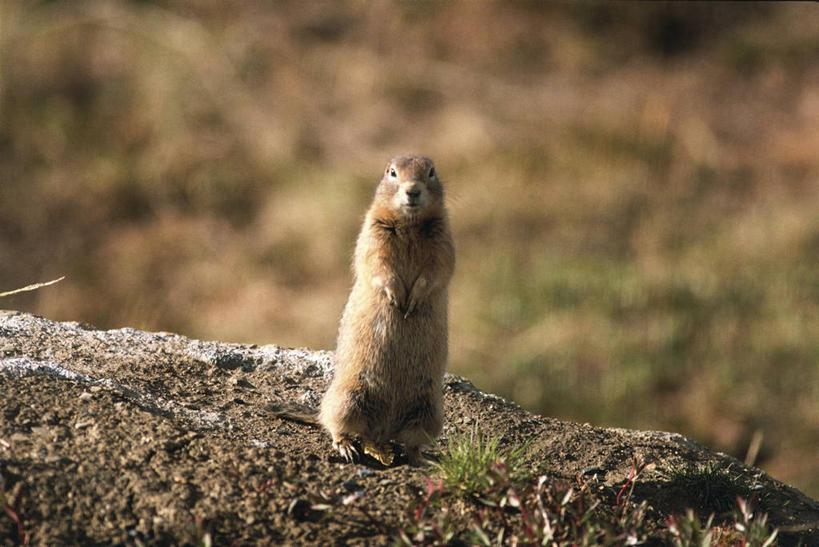 无人,站,横图,室外,白天,哺乳动物,野生动物,加拿大,科学,自然,动物,松鼠,摄影,环境,生物学,地松鼠,机敏,北极地鼠,彩图,动物学