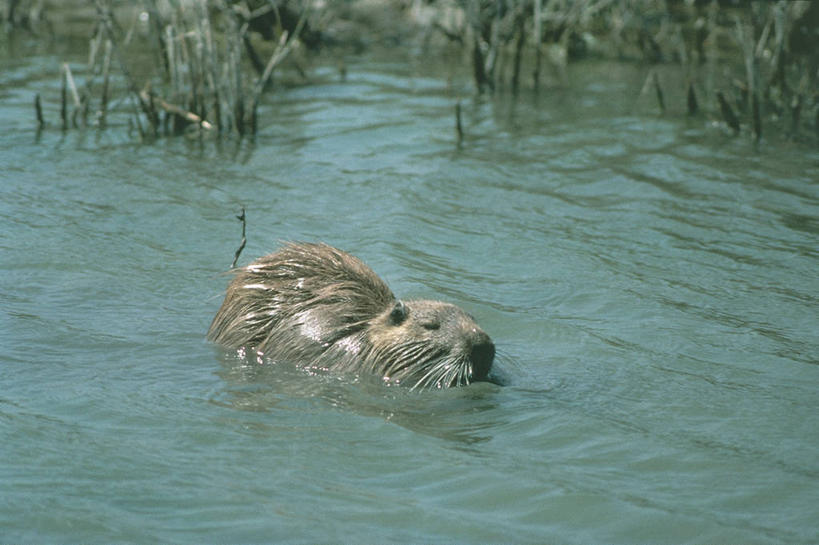 游泳,无人,横图,室外,白天,湖,哺乳动物,野生动物,湿,科学,池塘,自然,动物,摄影,环境,生物学,海狸鼠,彩图,动物学
