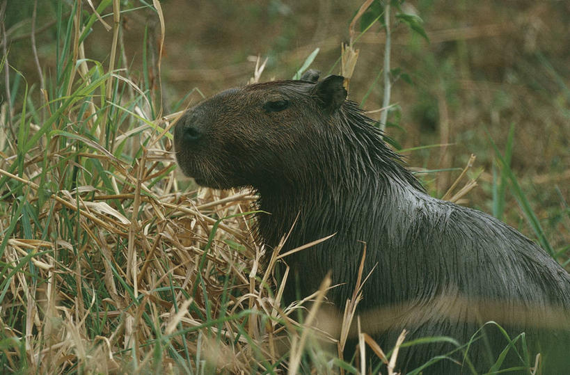 无人,横图,室外,白天,哺乳动物,野生动物,委内瑞拉,湿,科学,草,自然,动物,南美,摄影,环境,生物学,水豚,彩图,动物学