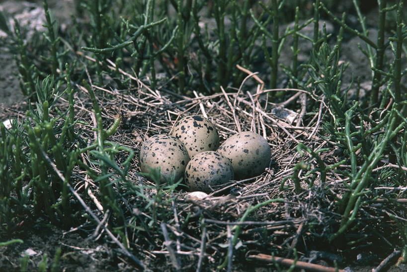 无人,横图,野生动物,科学,反嘴鹬,鸟类,鸟巢,斑点,枝,自然,四个,摄影,保护,环境,生物学,脆弱,卵,嫩枝,彩图,动物学