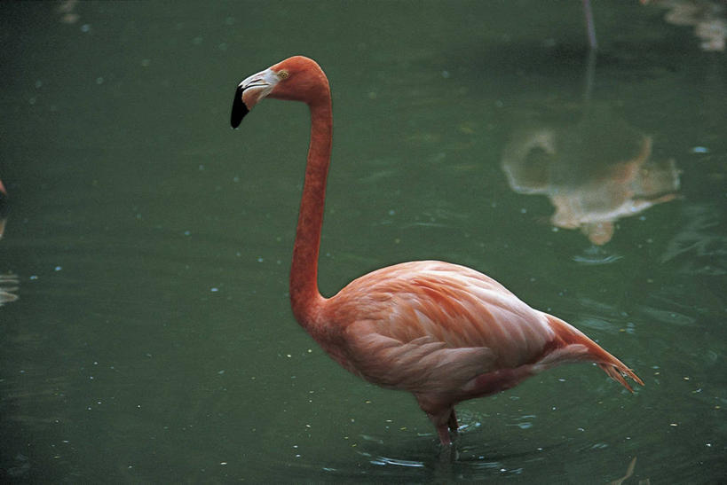 无人,站,横图,室外,白天,侧面,湖,野生动物,涉水,科学,火烈鸟,鸟类,自然,动物,摄影,环境,生物学,近景,大火烈鸟,美洲火烈鸟,彩图,动物学