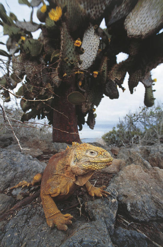 无人,坐,竖图,室外,白天,植物,仙人掌,野生动物,蜥蜴,厄瓜多尔,科学,鬣蜥,自然,动物,放松,摄影,环境,生物学,近景,石龙子,泉龙,猪婆蛇,四脚蛇,蜴,加拉帕戈斯群岛,陆鬣蜥,海滩,岩石,彩图,肉质植物,动物学,加拉帕戈斯陆鬣蜥,科隆群岛陆鬣蜥