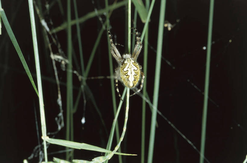 无人,横图,室外,特写,夜晚,野生动物,叶子,照明,科学,蜘蛛,灯光,茎,灯,自然,动物,灯具,摄影,环境,照亮,生物学,照明设备,节肢动物,闪光灯,彩图,动物学