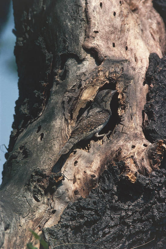 无人,竖图,室外,白天,野生动物,科学,鸟类,洞,树,树干,自然,动物,摄影,环境,生物学,进入,彩图,动物学