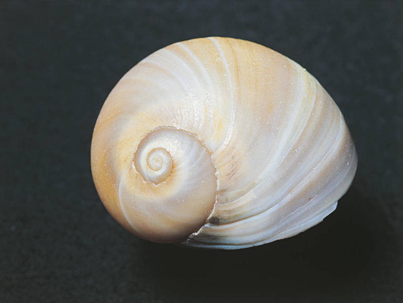 无人,横图,室内,贝壳,象牙,科学,一个,摄影,单个,生物学,式样,彩图,影棚拍摄,动物学