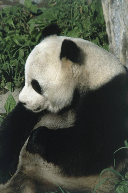 无人,竖图,室外,白天,侧面,哺乳动物,野生动物,熊,熊猫,科学,自然,动物,摄影,环境,生物学,大熊猫,濒危物种,彩图,动物学