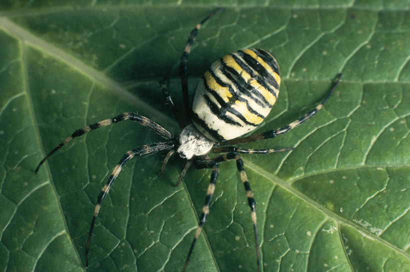 无人,横图,室外,特写,白天,野生动物,叶子,条纹,科学,蜘蛛,自然,动物,摄影,环境,生物学,节肢动物,式样,断纹金蛛,彩图,动物学