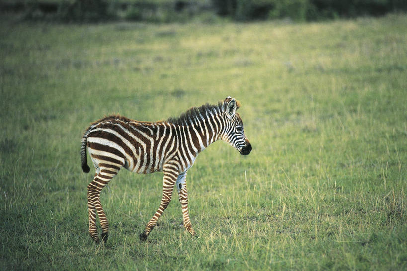 无人,横图,室外,白天,侧面,斑马,哺乳动物,马,貘,野生动物,科学,田地,草,自然,动物,平原,运输,摄影,牲畜,环境,生物学,步行,彩图,动物学