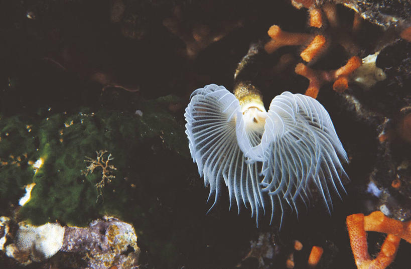 无人,横图,室外,白天,水下,野生动物,意大利,科学,珊瑚,自然,动物,摄影,环境,生物学,南欧,托斯卡纳区,蠕虫,彩图,环节动物,动物学,利禾奴