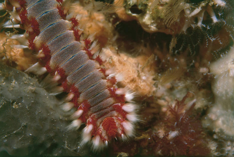 无人,横图,室外,水下,海洋,水,野生动物,科学,自然,动物,摄影,环境,生物学,蠕虫,彩图,环节动物,动物学