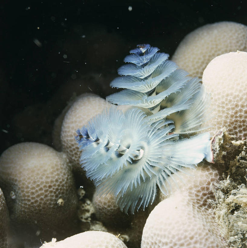 无人,竖图,方图,室外,水下,海洋,水,野生动物,科学,自然,动物,两只,摄影,环境,生物学,蠕虫,彩图,环节动物,动物学