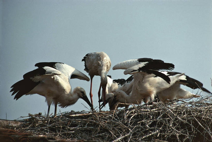 无人,横图,室外,白天,合作,团队,野生动物,科学,鸟类,鸟巢,自然,摄影,环境,生物学,鹳,白鹳,彩图,动物学