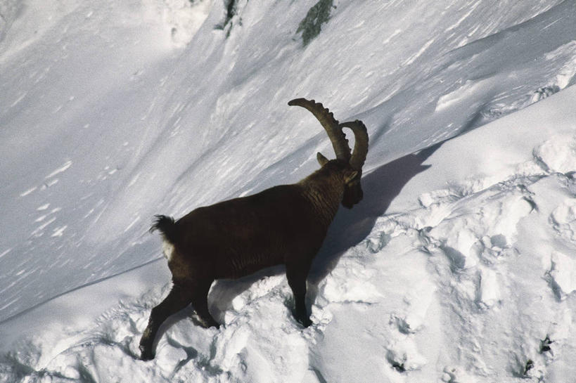 无人,横图,俯视,室外,白天,山,雪,哺乳动物,野生动物,羊,意大利,科学,冬天,自然,动物,可爱,摄影,活泼,环境,生物学,南欧,偶蹄目,野山羊,悬羊,山羊,彩图,高角度拍摄,西伯利亚北山羊,动物学