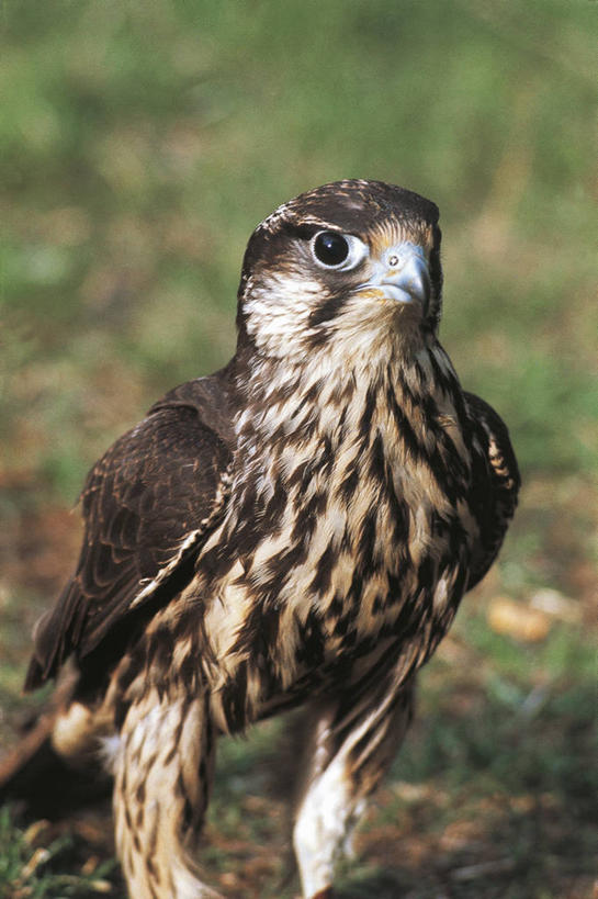 无人,竖图,室外,白天,野生动物,科学,鸟类,自然,动物,摄影,环境,生物学,近景,猎鹰,游隼,彩图,动物学