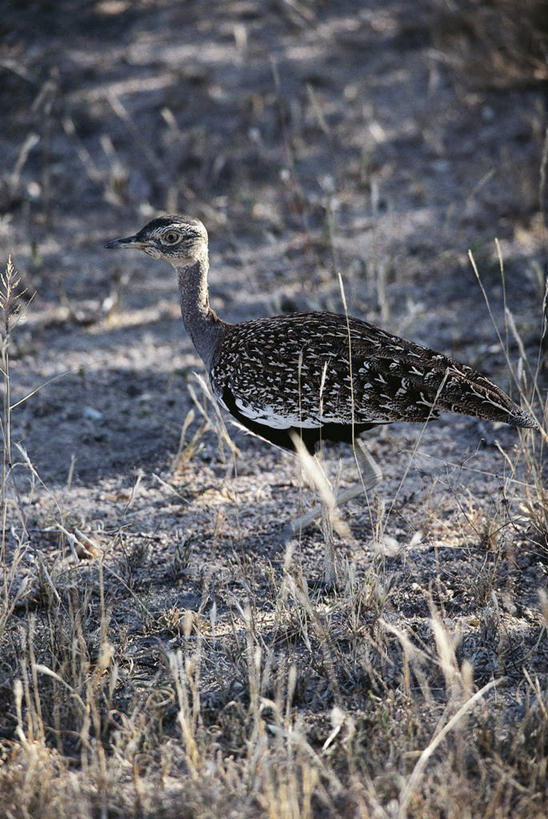 西方人,无人,竖图,室外,白天,侧面,野生动物,欧洲,非洲,南非,黑人,欧洲人,科学,鸟类,自然,动物,摄影,环境,生物学,克鲁格国家公园,黑水鸡,国家野生动物保护区,鸨,非洲人,彩图,动物学,南非大鸨