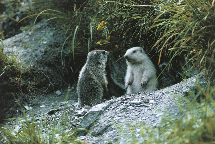 无人,横图,室外,白天,哺乳动物,野生动物,科学,草,自然,动物,两只,可爱,摄影,洞穴,活泼,环境,生物学,土拨鼠,旱獭,天竺鼠,彩图,动物学