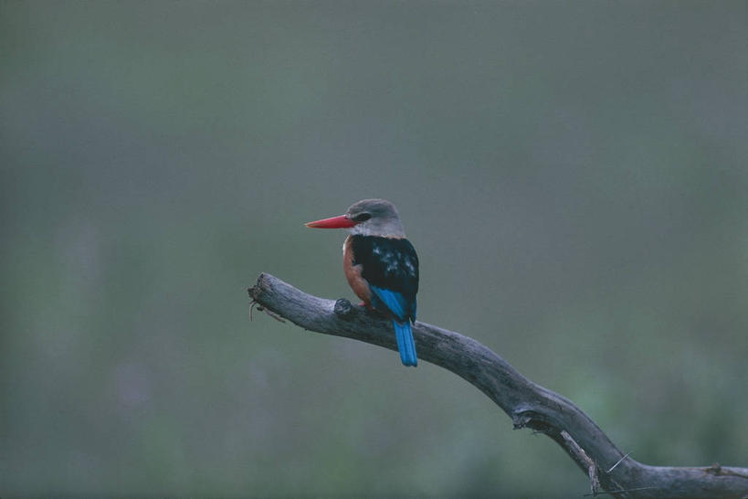 无人,横图,室外,白天,翠鸟,野生动物,科学,鸟类,枝,自然,动物,摄影,栖息,环境,生物学,彩图,动物学,灰头翠鸟