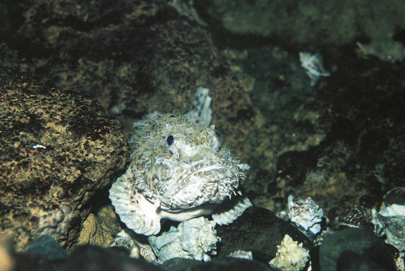 无人,横图,室外,水下,海洋,水,野生动物,科学,鱼,鱼类,自然,动物,摄影,鲉,鲈鱼,环境,生物学,咸水鱼,花鲈,鲈板,鲈子鱼,彩图,动物学