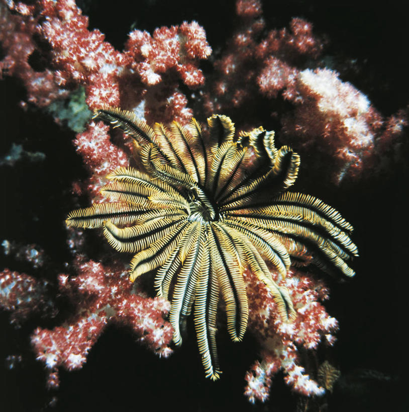 无人,竖图,方图,室外,水下,海洋,水,野生动物,科学,自然,动物,摄影,环境,生物学,蠕虫,彩图,环节动物,动物学