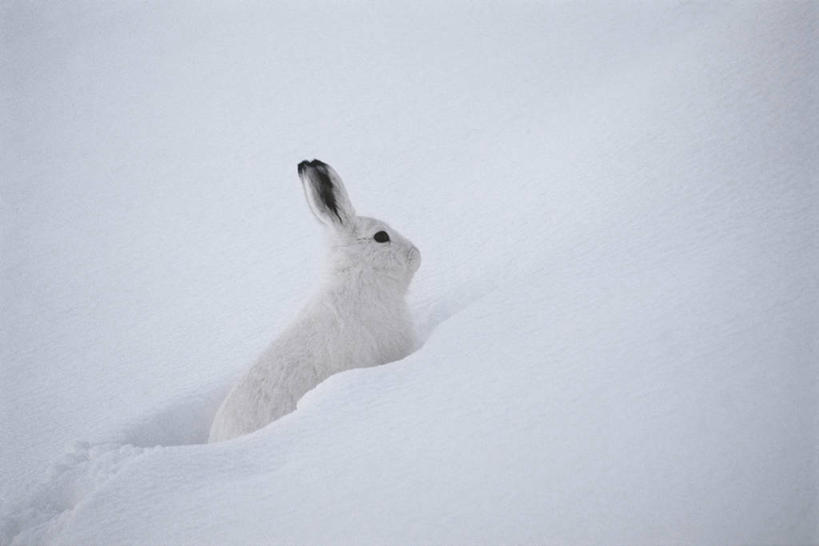 无人,横图,室外,白天,侧面,美景,雪,哺乳动物,野生动物,科学,兔子,景观,冬天,白色,自然,动物,景色,摄影,兔,环境,生物学,自然风光,伪装,野兔,雪兔,彩图,动物学