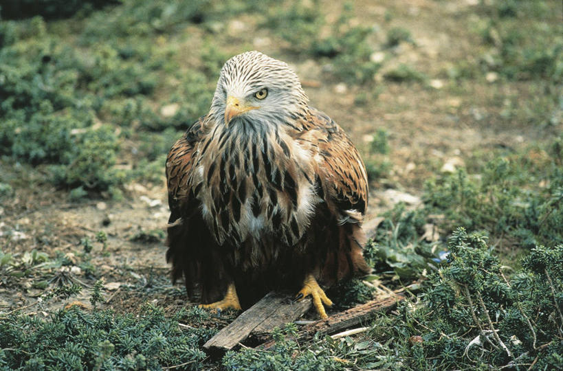 无人,横图,室外,白天,正面,野生动物,科学,鸟类,草,自然,动物,摄影,环境,生物学,近景,彩图,动物学,赤鸢