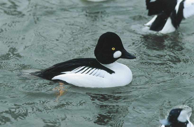 无人,横图,室外,白天,侧面,水,野生动物,三只,漂浮,科学,鸟类,自然,摄影,环境,水禽,生物学,鹊鸭,彩图,动物学