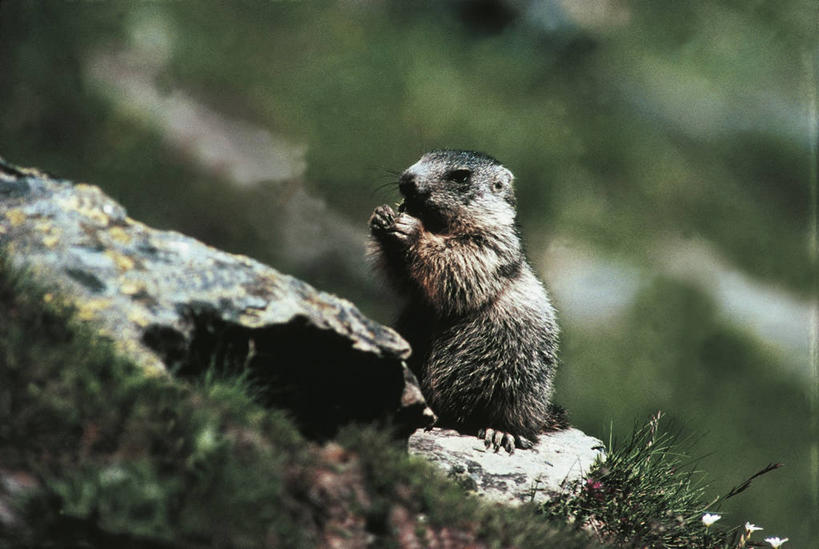 无人,横图,室外,白天,哺乳动物,野生动物,科学,自然,动物,可爱,摄影,活泼,环境,生物学,土拨鼠,旱獭,天竺鼠,彩图,动物学