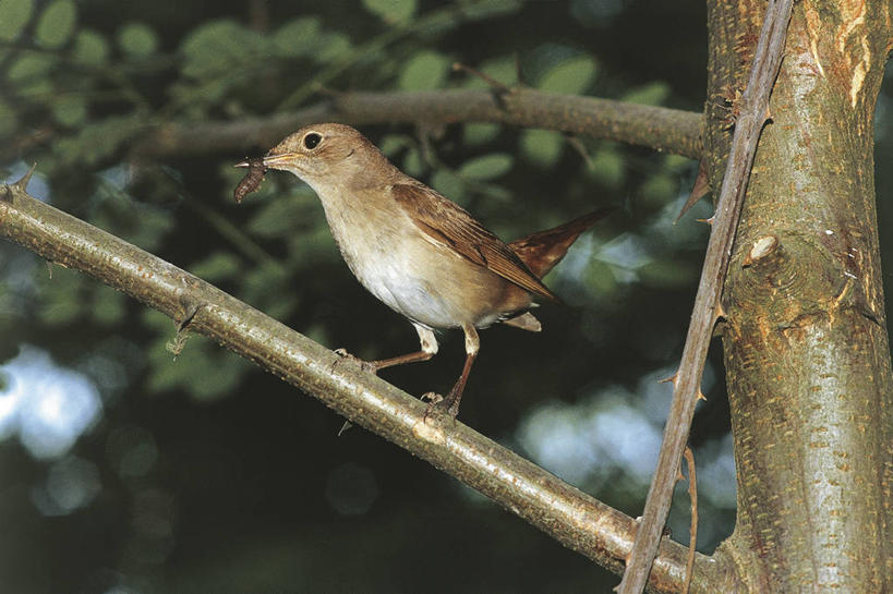无人,横图,室外,白天,野生动物,科学,鸟类,夜莺,枝,树,自然,动物,摄影,栖息,环境,生物学,彩图,动物学