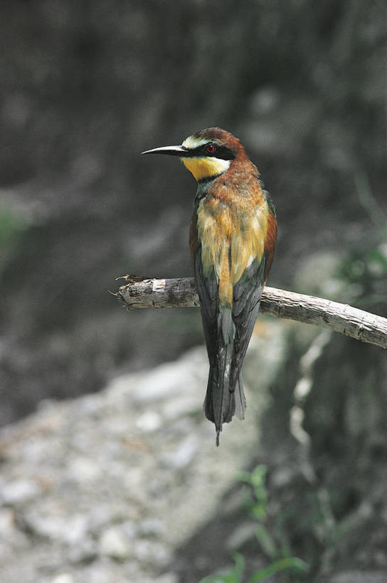 无人,坐,竖图,室外,白天,野生动物,科学,鸟类,自然,动物,摄影,栖息,环境,生物学,食蜂鸟,黄喉蜂虎,彩图,动物学