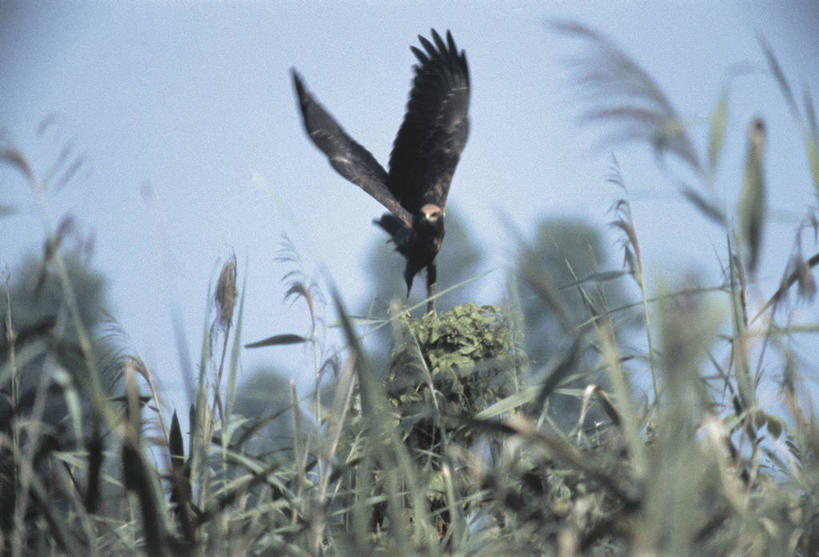 无人,横图,室外,白天,野生动物,科学,翅膀,鸟类,着陆,飞,草,自然,动物,摄影,环境,生物学,彩图,动物学
