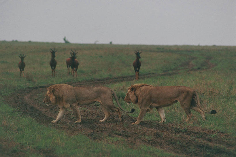 无人,横图,室外,白天,草原,哺乳动物,野生动物,狮子,非洲,肯尼亚,科学,羚羊,狮群,地平线,辽阔,地面,风景,自然,动物,广阔,摄影,观看,一望无际,环境,生物学,延伸,猫科动物,偶蹄目,天地相交,东非,无边无际,一马平川,国家野生动物保护区,转角牛羚,自然地理,步行,彩图,马赛马拉国家保护区,动物学