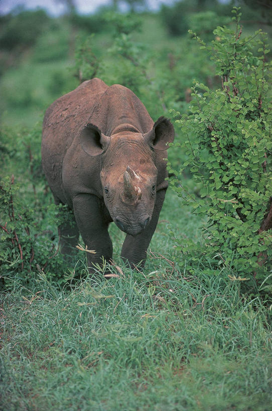 无人,站,竖图,室外,白天,正面,草原,哺乳动物,貘,野生动物,科学,自然,动物,摄影,灌木,环境,生物学,黑犀牛,犀牛,彩图,动物学