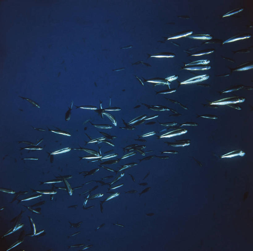 无人,横图,方图,室外,夜晚,水下,野生动物,一群,许多,科学,鱼群,很多,鱼类,自然,摄影,环境,生物学,咸水鱼,凤尾鱼,彩图,动物学