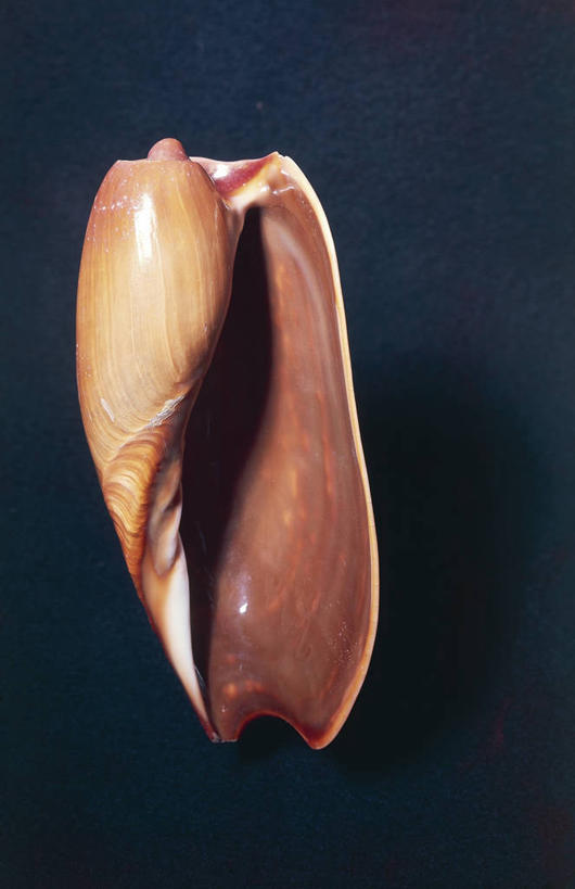 无人,竖图,室内,贝壳,科学,褐色,一个,红色,摄影,单个,生物学,彩图,影棚拍摄,动物学