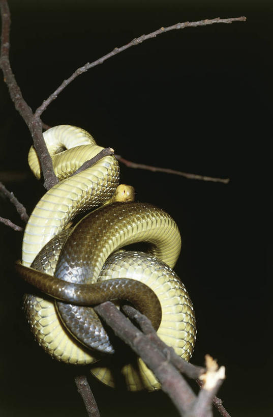 无人,竖图,室外,夜晚,野生动物,环绕,缠绕,科学,蛇,包装,枝,自然,动物,摄影,环境,生物学,纠缠,弹性,彩图,动物学