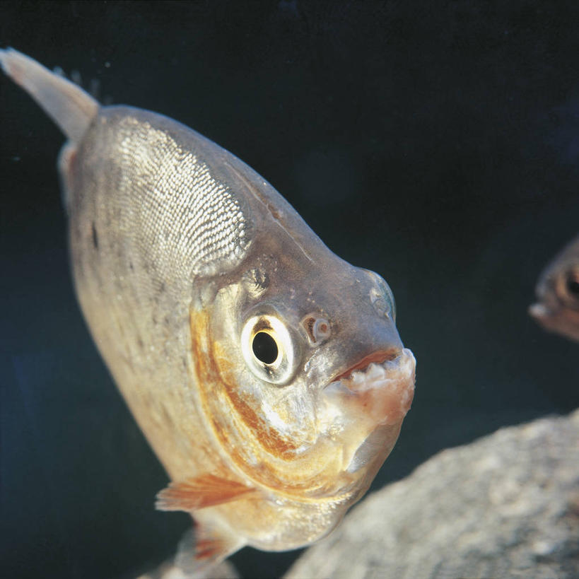 游泳,无人,方图,室外,特写,白天,水下,鲤鱼,科学,鱼,水产,鱼类,自然,动物,摄影,环境,生物学,水生动物,水生物,水虎鱼,危险,鲤子,鲤拐子,彩图,淡水生物,河鲜,动物学