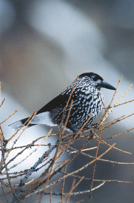 无人,坐,竖图,室外,白天,侧面,野生动物,科学,鸟类,枝,自然,动物,摄影,栖息,环境,生物学,胡桃钳,嫩枝,彩图,动物学