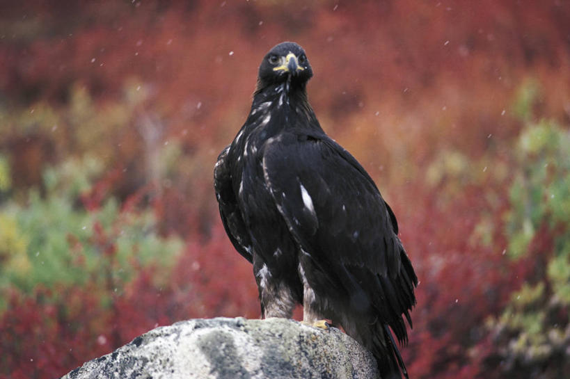 无人,坐,横图,室外,白天,正面,野生动物,鹰,加拿大,科学,鸟类,自然,动物,摄影,环境,生物学,金雕,育空地区,岩石,彩图,动物学