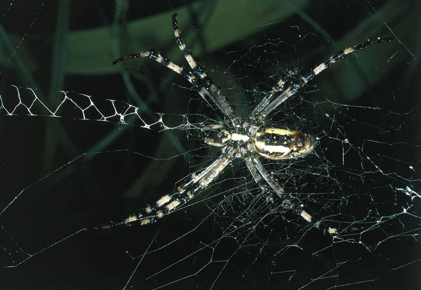 无人,横图,室外,特写,夜晚,野生动物,照明,科学,蜘蛛,蜘蛛网,灯光,灯,自然,动物,灯具,摄影,环境,照亮,生物学,照明设备,节肢动物,闪光灯,断纹金蛛,彩图,动物学