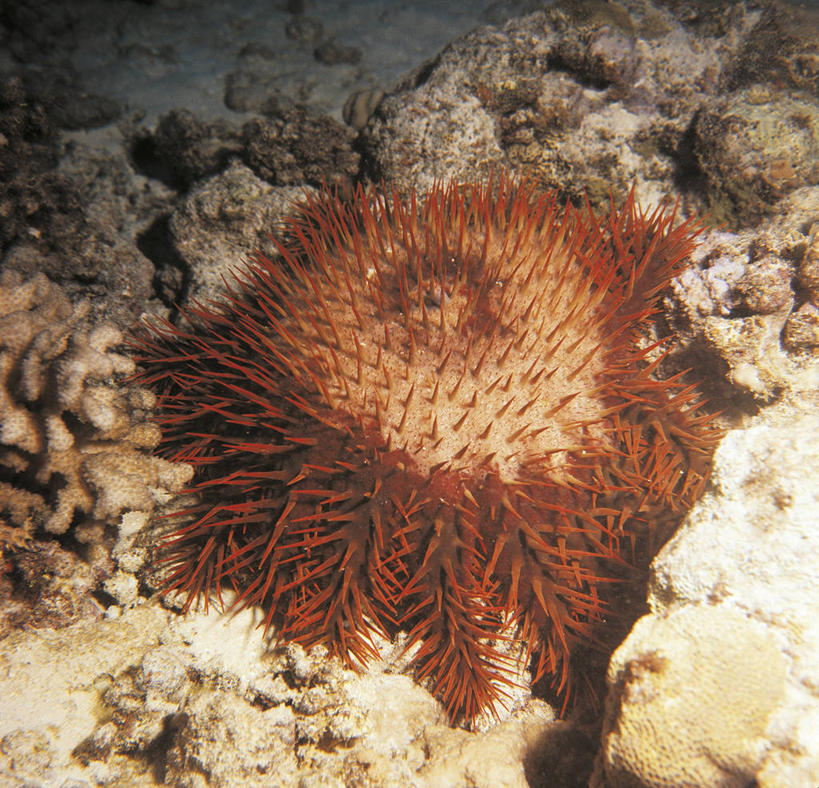 无人,横图,方图,室外,海底,水下,美景,海胆,野生动物,科学,景观,无脊椎动物,红色,自然,景色,摄影,保护,环境,锋利,生物学,尖锐,自然风光,棘皮动物,彩图,动物学
