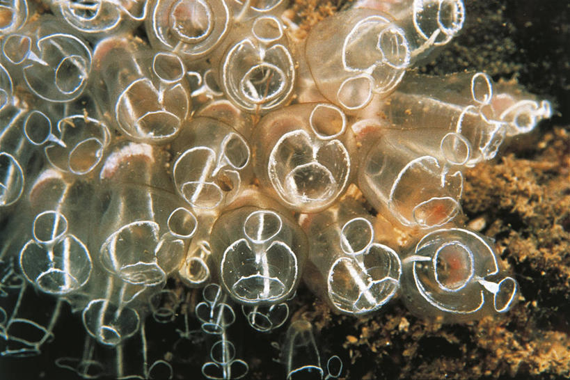 无人,横图,室外,水下,海洋,水,野生动物,发光,科学,光亮,无脊椎动物,自然,动物,摄影,海鞘,环境,生物学,彩图,动物学,灯泡海鞘