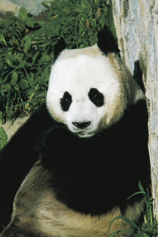 无人,竖图,室外,白天,纯洁,哺乳动物,野生动物,熊,熊猫,中国,科学,动物,可爱,童年,童趣,摄影,生物学,大熊猫,童真,东亚,烂漫,无邪,天津市,濒危物种,天真,半身,彩图,动物学