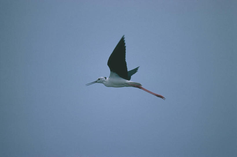 无人,横图,室外,侧面,野生动物,科学,翅膀,鸟类,飞,自然,黄昏,动物,摄影,环境,生物学,长脚鹬,黑翅长脚鹬,彩图,动物学