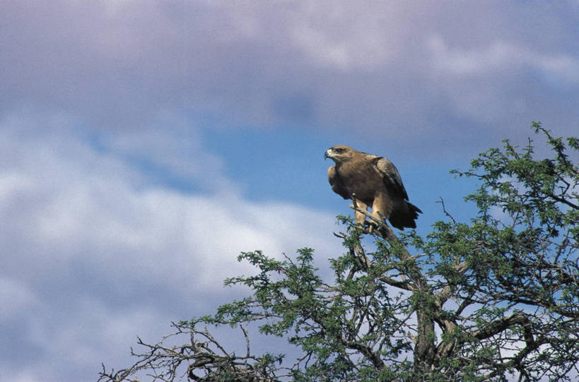 无人,横图,室外,白天,鸟,野生动物,鹰,科学,鸟类,树,自然,动物,摄影,栖息,环境,生物学,凶猛,鸢,残暴,凶残,老鹰,彩图,动物学