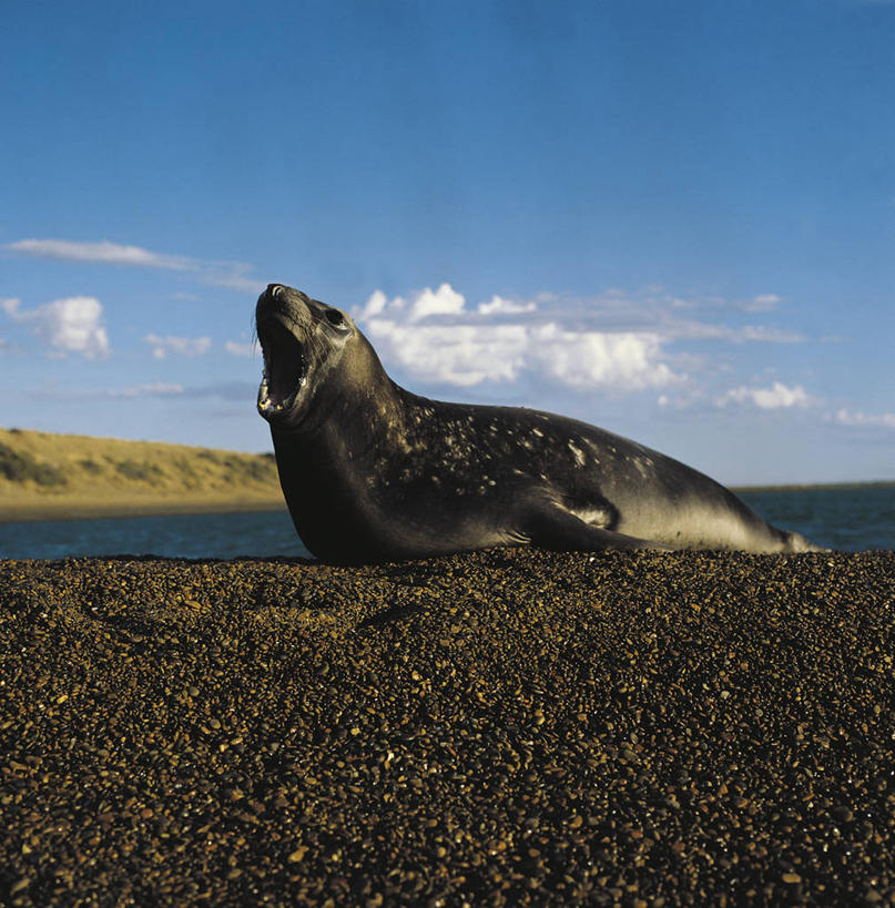 无人,躺,竖图,方图,室外,白天,懒惰,哺乳动物,海豹,野生动物,阿根廷,科学,海象,自然,动物,打哈欠,打开,张嘴,南美,摄影,环境,生物学,国家公园,开启,岩层,张大嘴巴,巴塔哥尼亚,自然保护区,厌倦,瓦尔德斯半岛,岩石,张开嘴,彩图,动物学