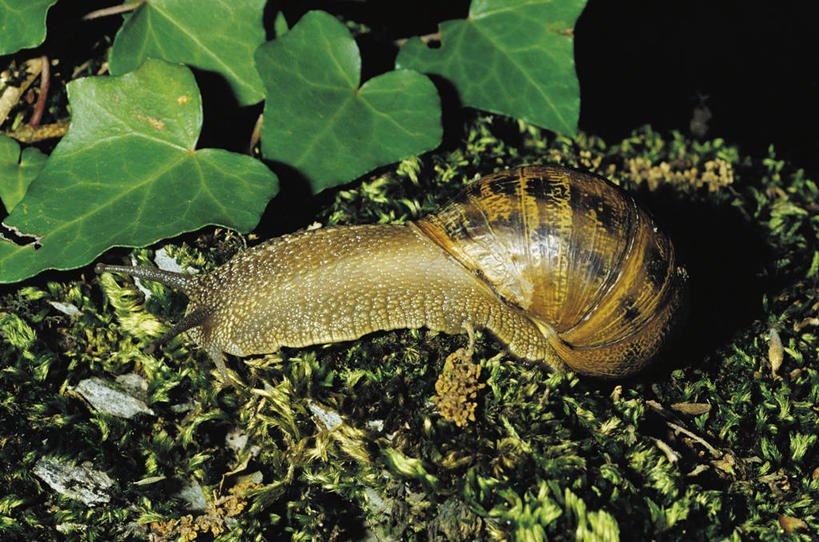 无人,横图,俯视,室外,特写,夜晚,野生动物,叶子,照明,科学,蜗牛,灯光,苔藓,无脊椎动物,灯,自然,动物,灯具,摄影,软体动物,环境,照亮,生物学,照明设备,鼻涕虫,闪光灯,腹足动物,彩图,高角度拍摄,动物学