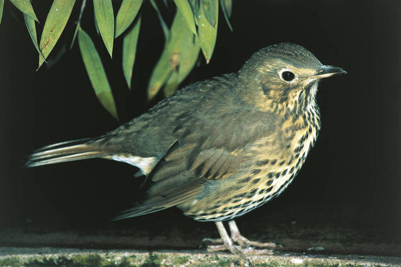 无人,站,横图,室外,夜晚,侧面,野生动物,科学,画眉,鸟类,自然,动物,摄影,栖息,环境,生物学,彩图,动物学