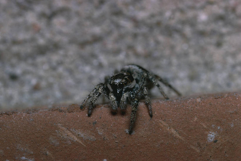 无人,横图,室外,白天,野生动物,科学,蜘蛛,自然,动物,摄影,环境,生物学,节肢动物,彩图,动物学