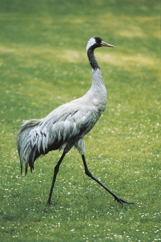 无人,竖图,室外,白天,侧面,野生动物,科学,鹤,鸟类,草,灰色,自然,动物,摄影,环境,生物学,优美,黑水鸡,步行,彩图,动物学