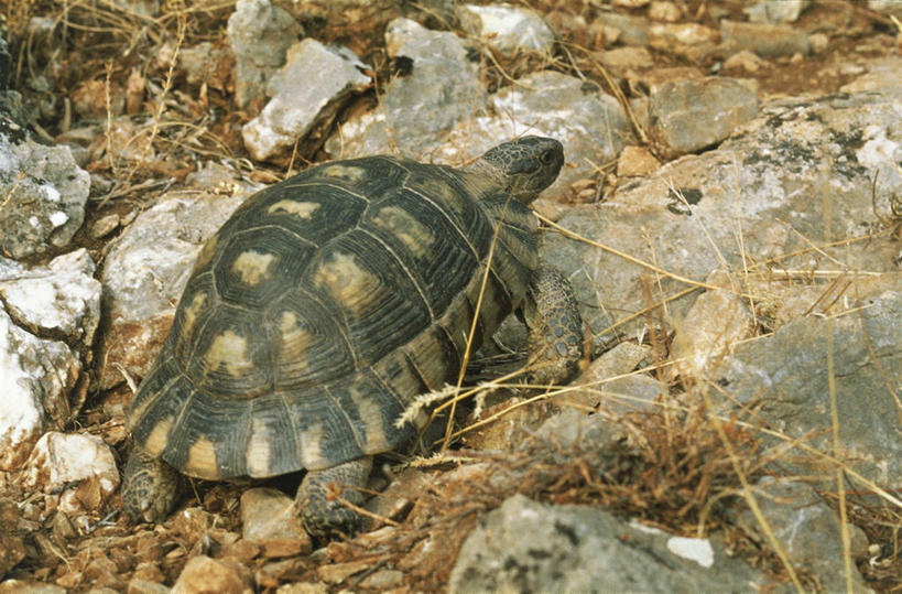 无人,横图,室外,白天,龟,野生动物,科学,自然,动物,摄影,环境,生物学,岩石,彩图,动物学